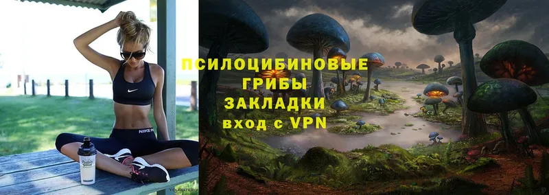 Галлюциногенные грибы Psilocybe  Балаково 